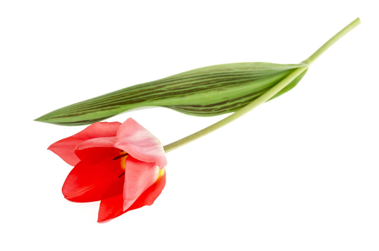 Single pink tulip isolated on white background. photo