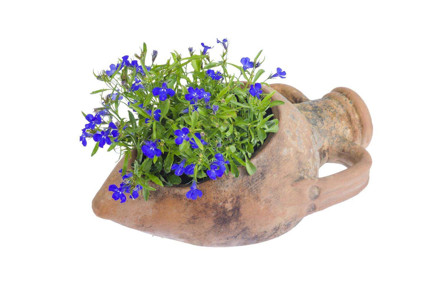 Old clay amphora vase with blue flowers photo