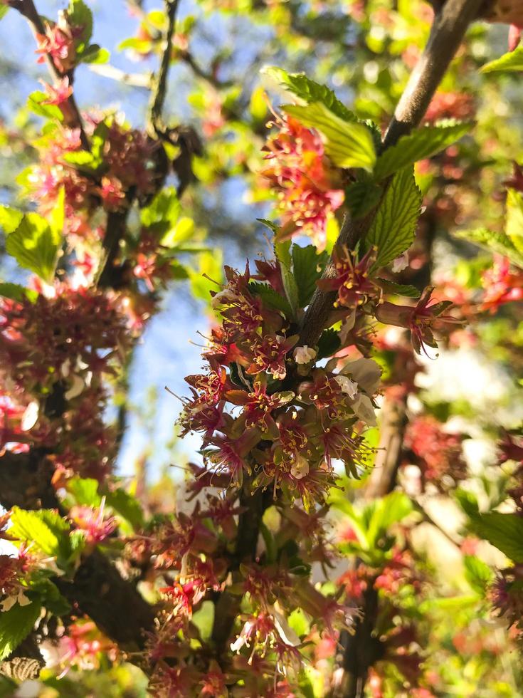 Blooming Nanking cherry Cerasus, Prunus tomentosa in spring. photo