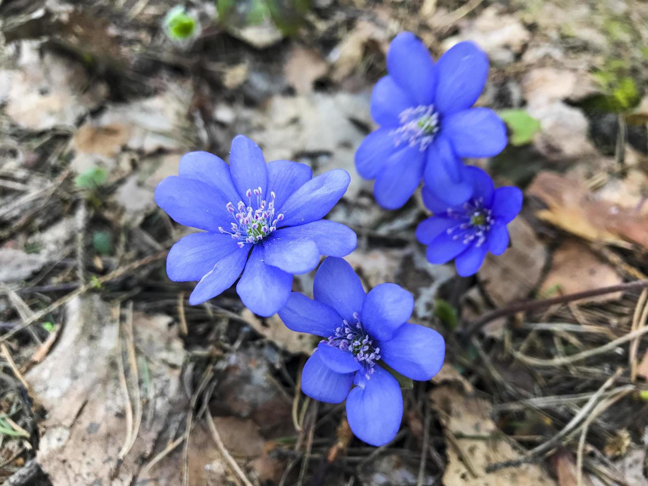 pequeñas flores azules en el bosque sobre la hierba seca del año pasado. foto