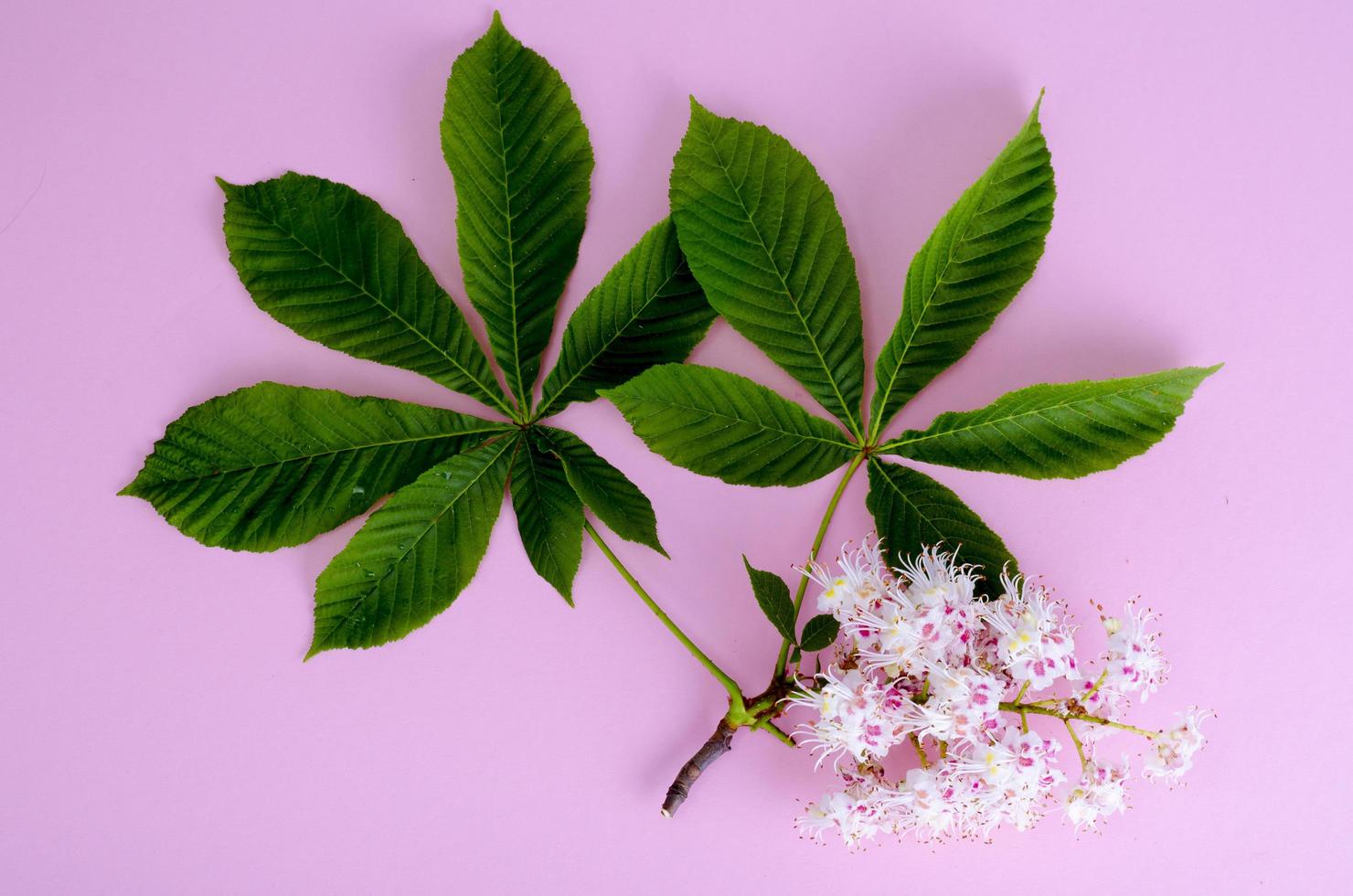 rama de castaño con hojas y flores sobre fondo brillante foto