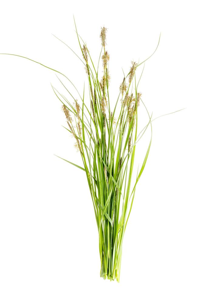 Bunch of wild green field grass isolated on white background photo
