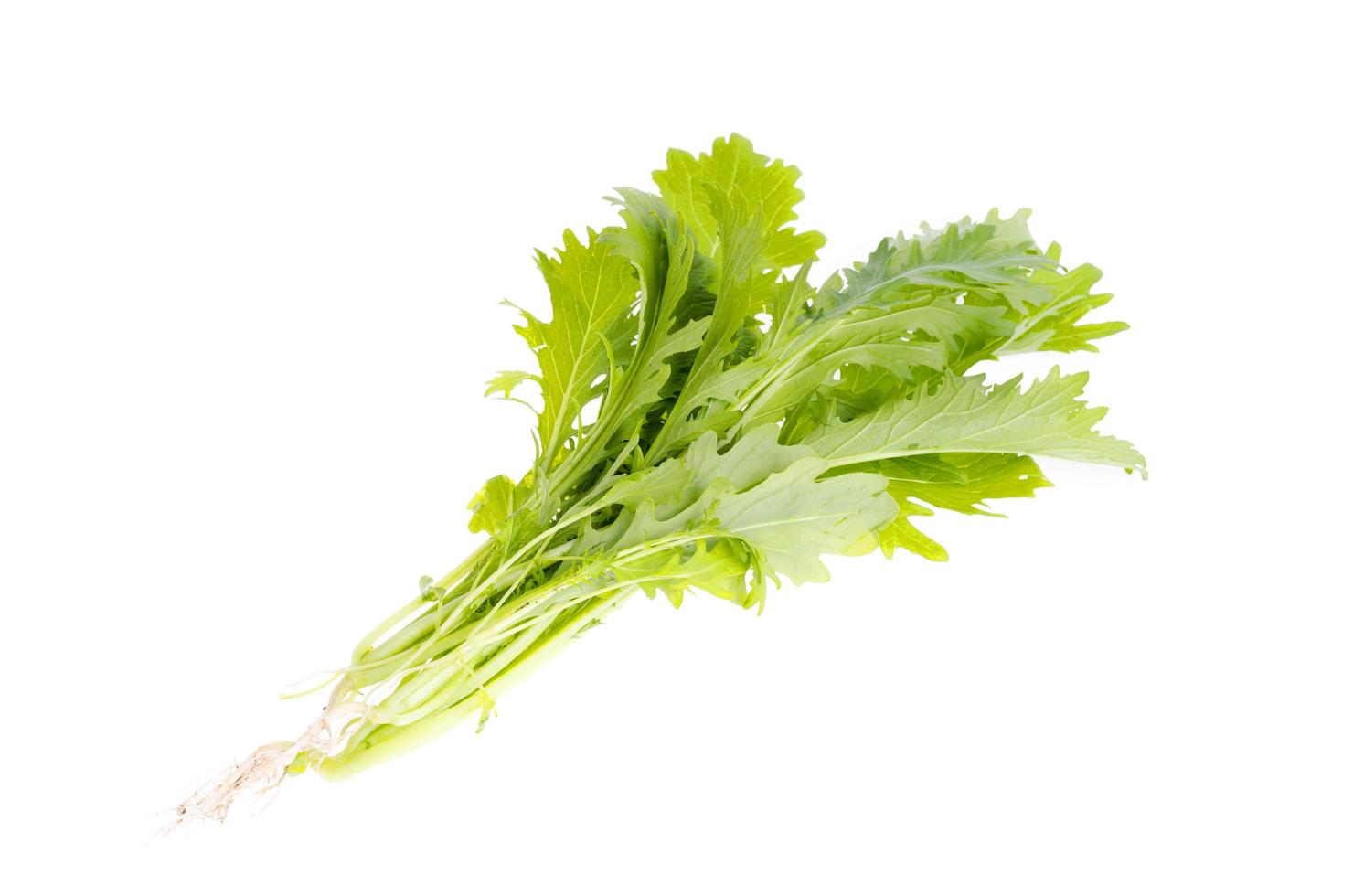 Fresh mustard leaf isolated on white. Photo