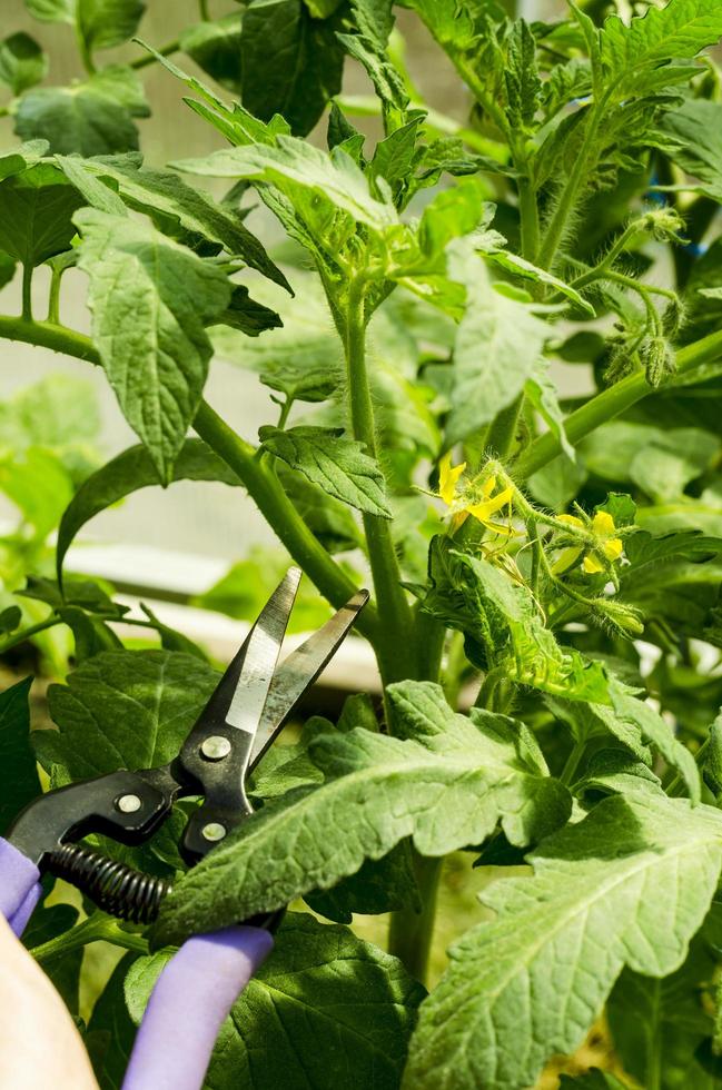 Pruning tomato plants, removing stems. Studio Photo