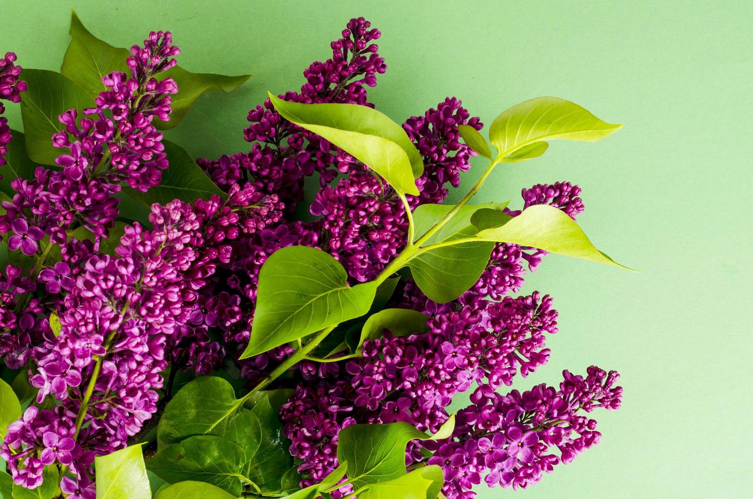 Greeting card, banner of flowers lilac on bright background. photo