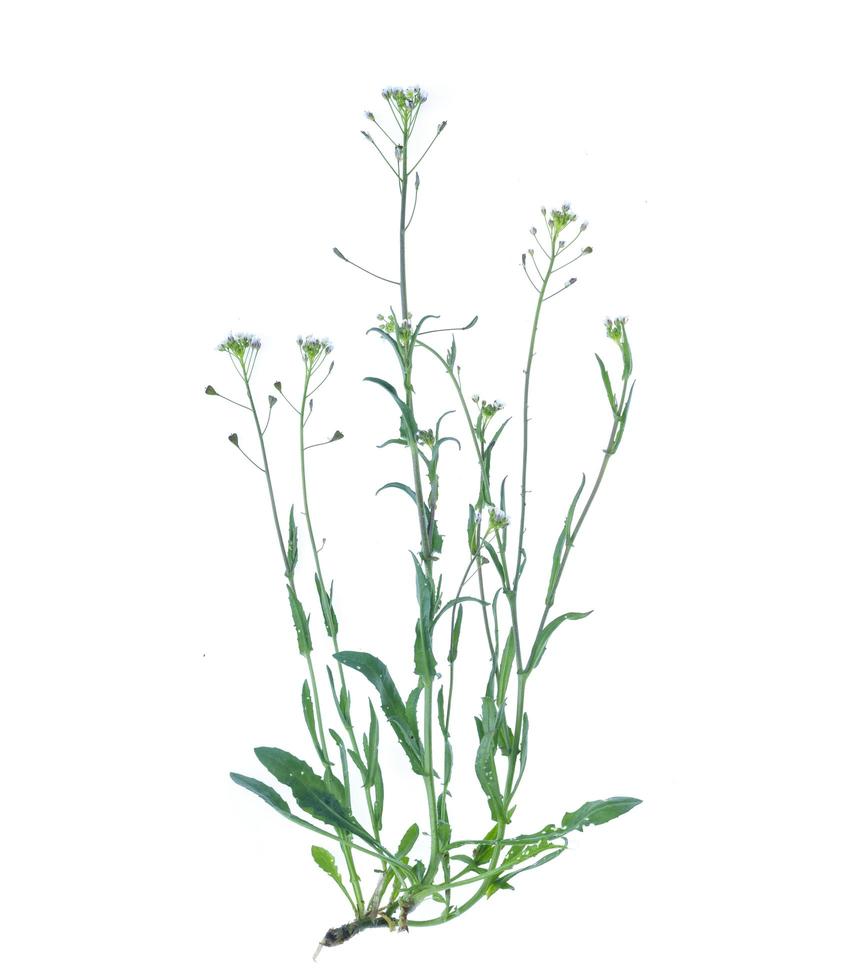 Capsella bursa-pastoris isolated on white background. photo