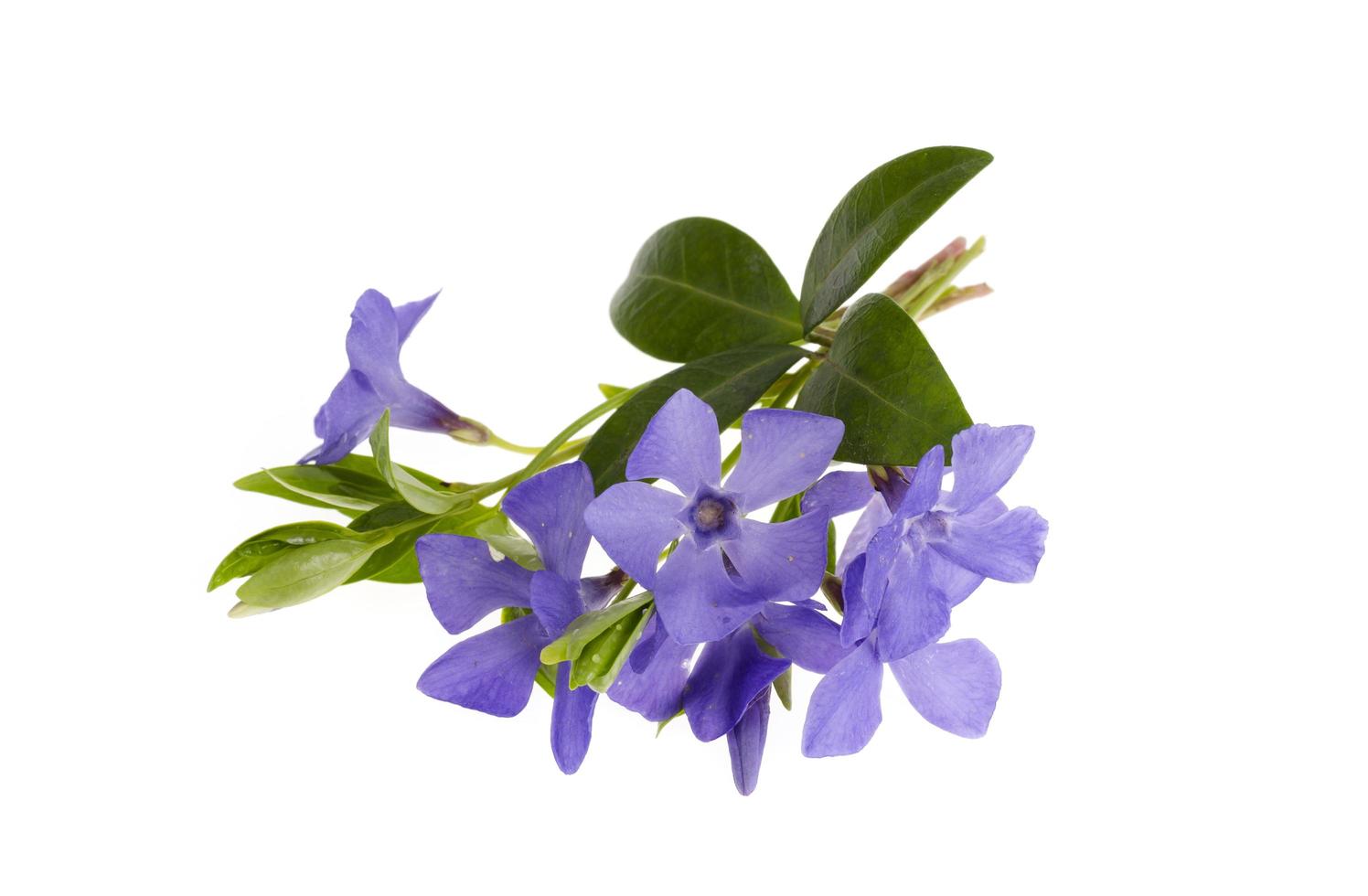 Blue flowers and leaves of vinca isolated on white background photo