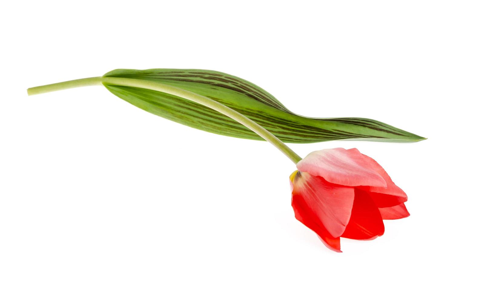Single pink tulip isolated on white background. photo