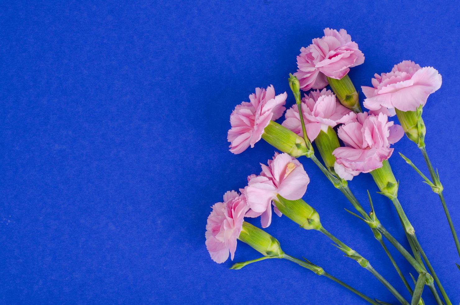 Several fresh pink carnations. Photo 5432430 Stock Photo at Vecteezy