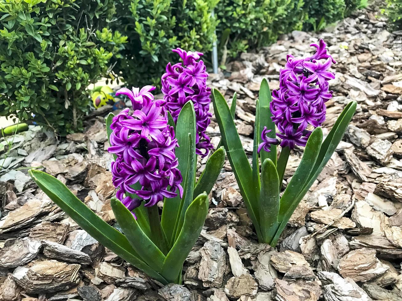 Three purple hyacinthus. Studio Photo