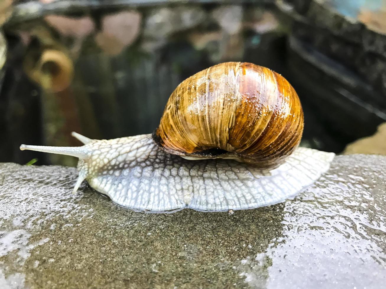 Snail crawling on sea stone. Studio Photo