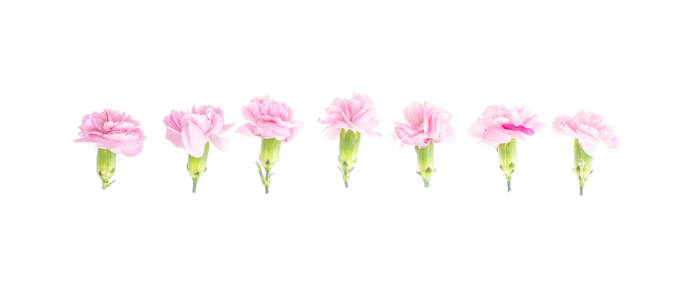 Pink carnations heads on white background. photo