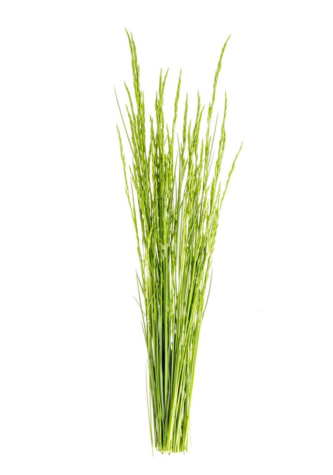 Bunch of wild green field grass isolated on white background photo