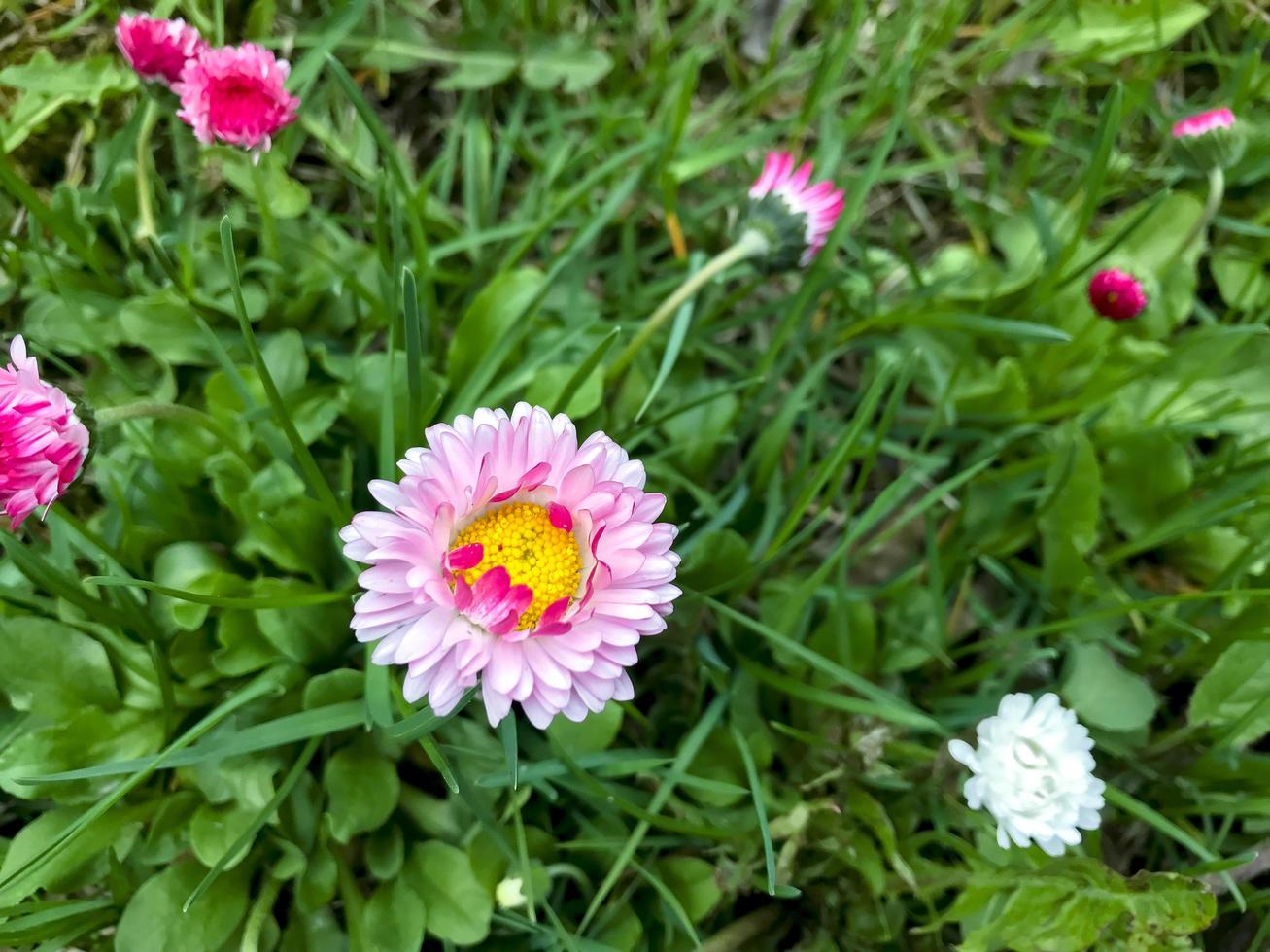 Pink daisy on green grass close up. Photo