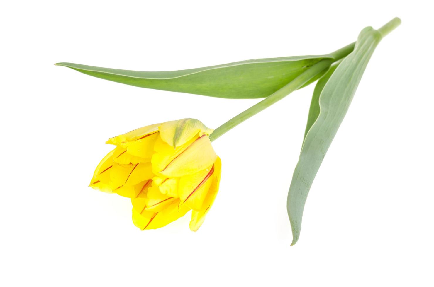 Yellow tulip isolated on white background. photo