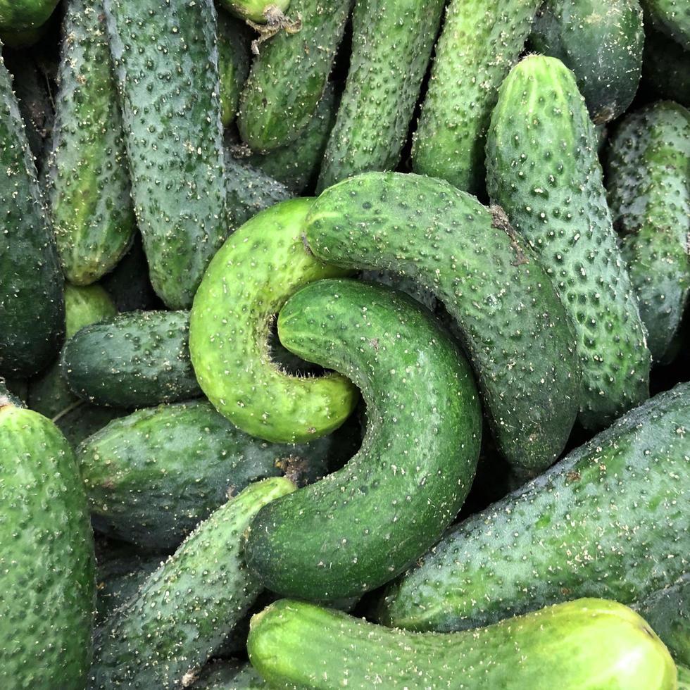 Macro photo green fresh cucumbers. Stock photo vegetable  green cucumber background