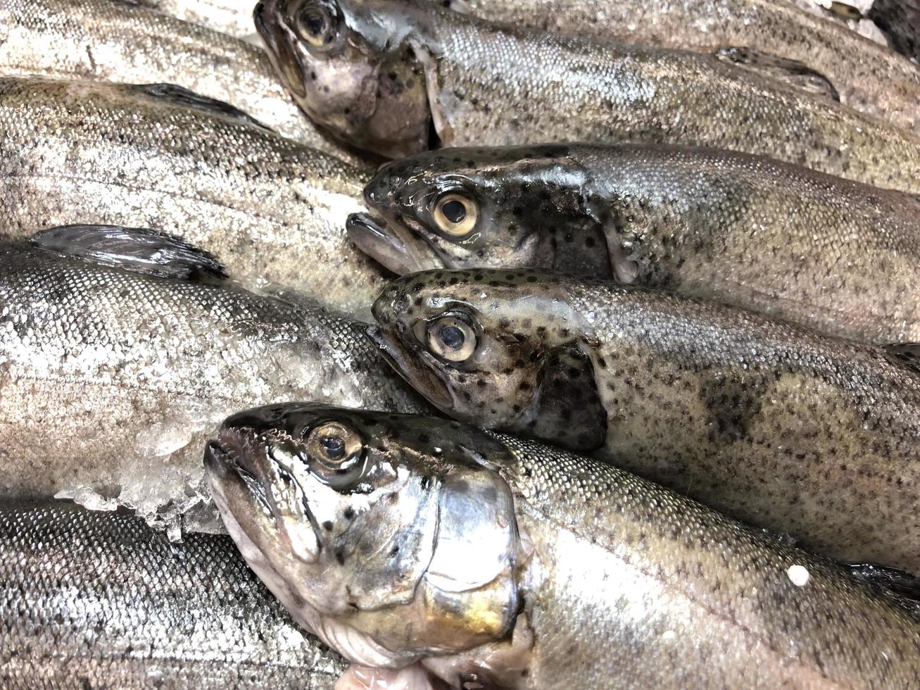 Macro photo fresh trout fish. Stock photo seafood trout fish on ice