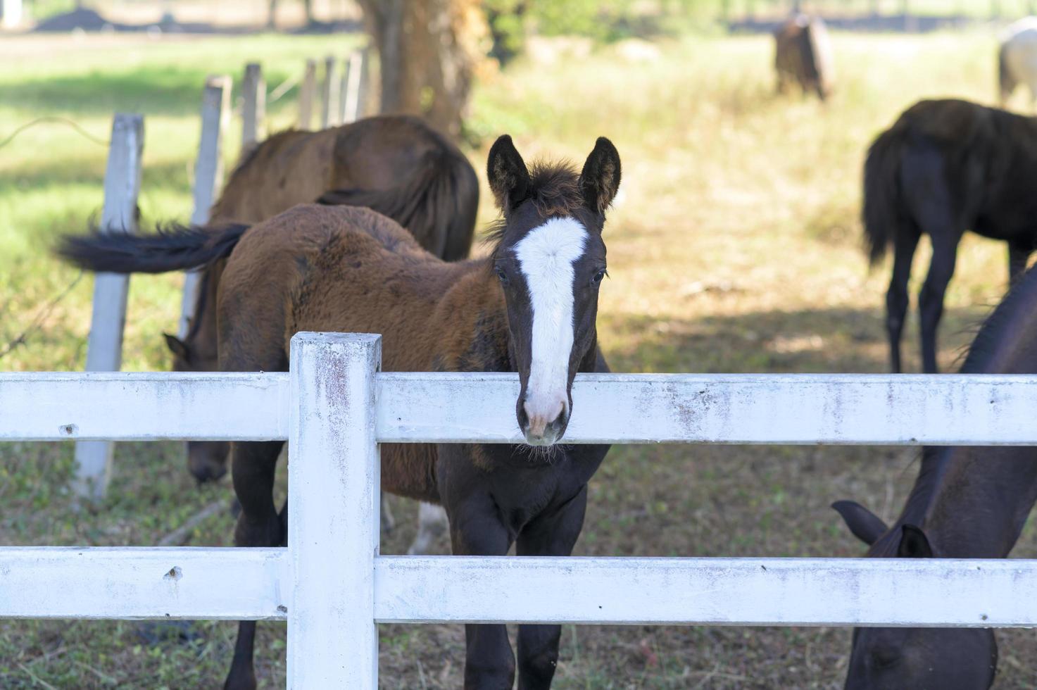 Beautiful horses in pasture, Country summer landscape. photo