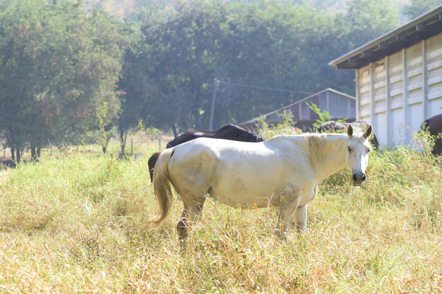 Beautiful horses in pasture, Country summer landscape. photo