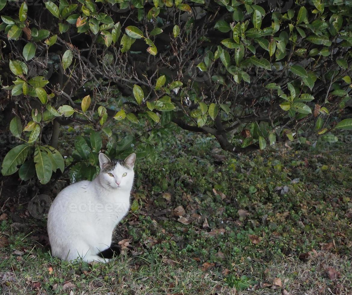 white cat in the grass photo