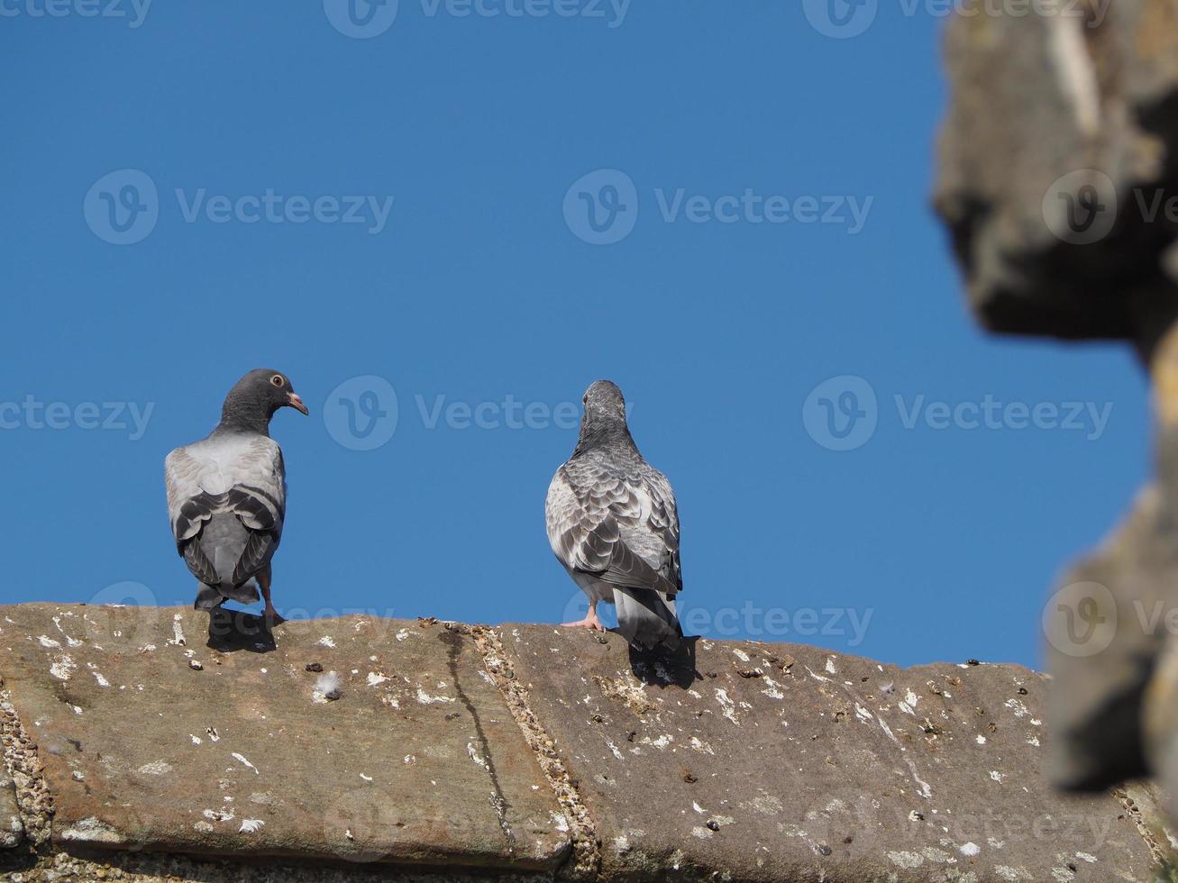 domestic pigeon animal photo