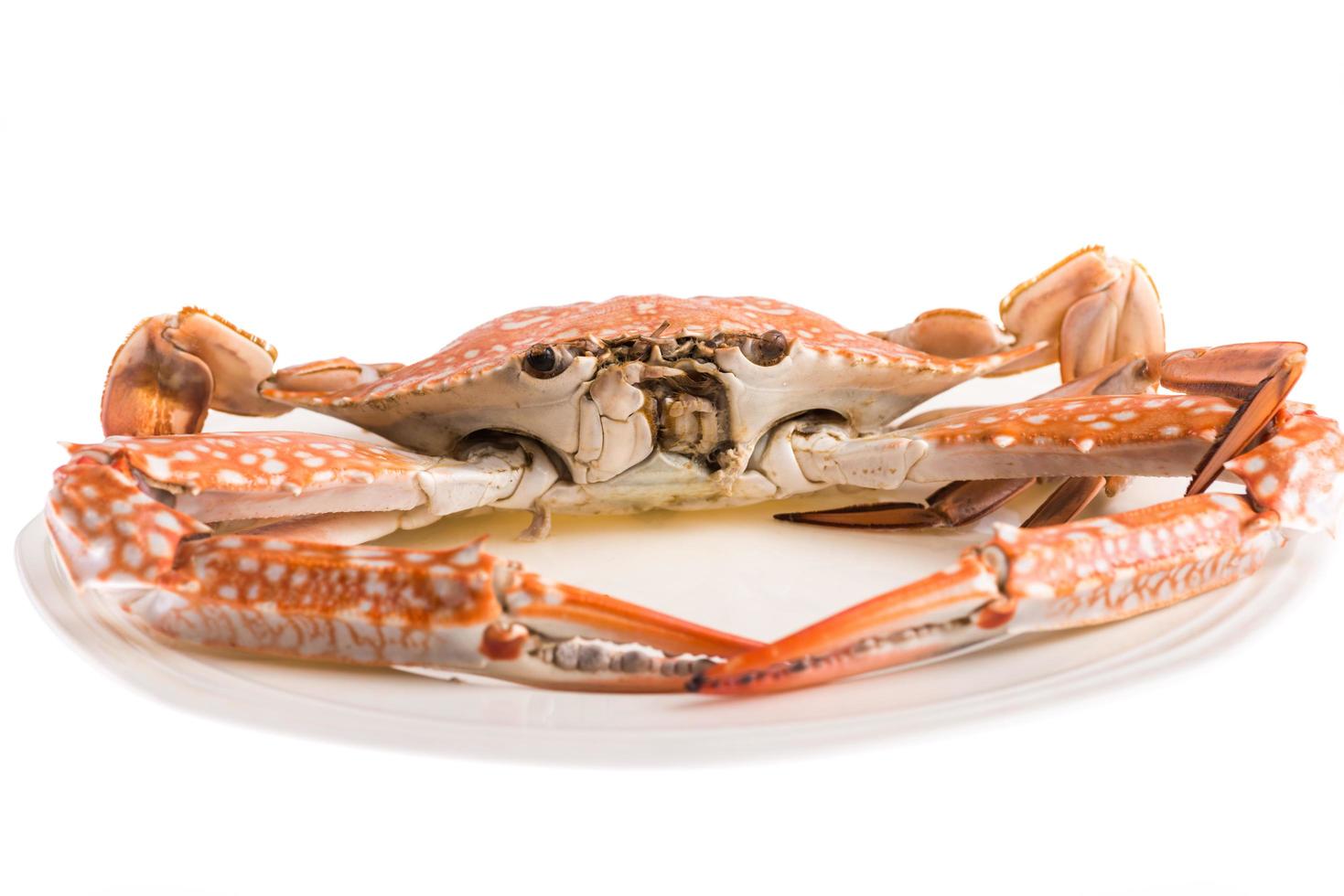 steamed crab for seafood photo