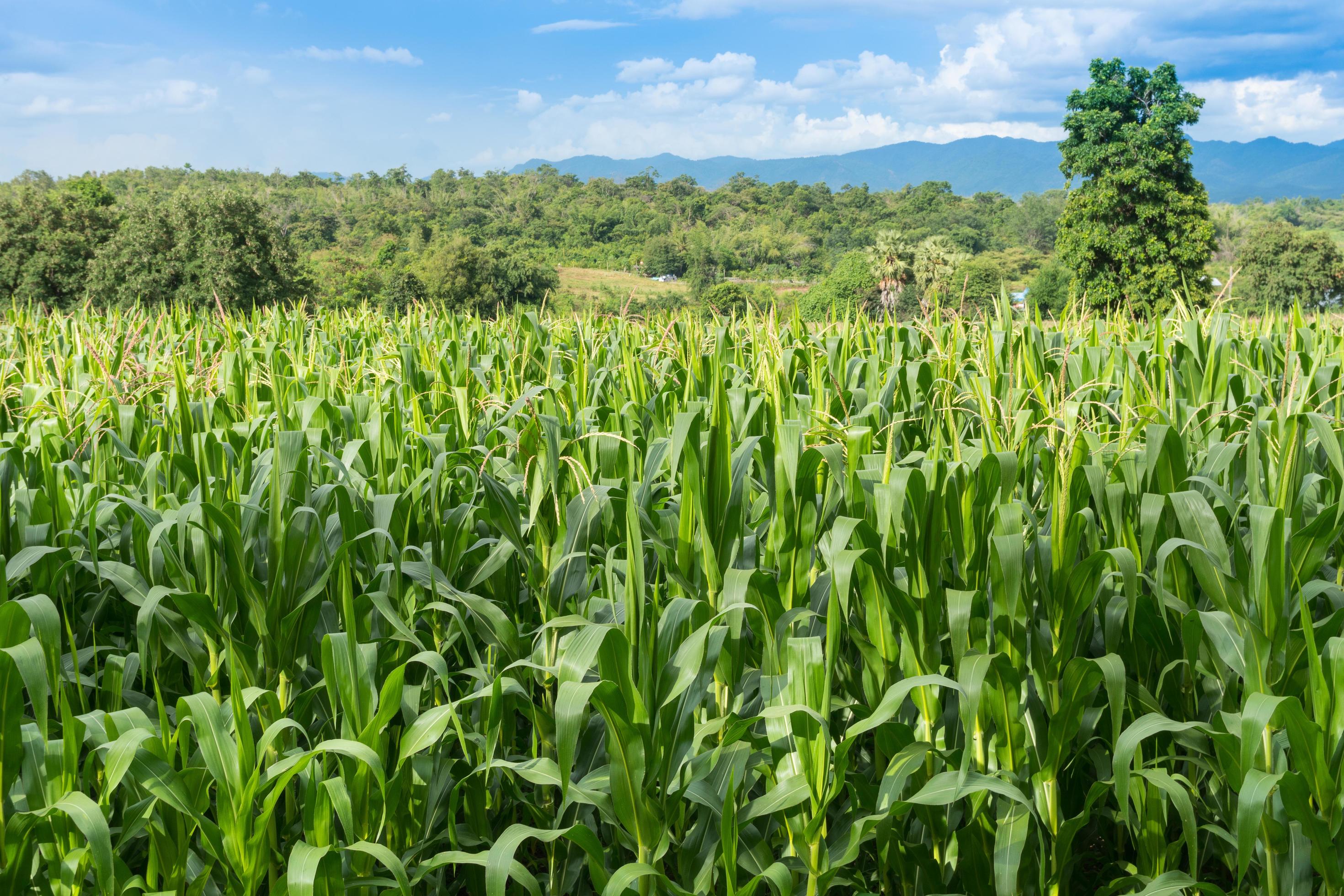 Beautiful green corn field in organic agricultural farm and mountain