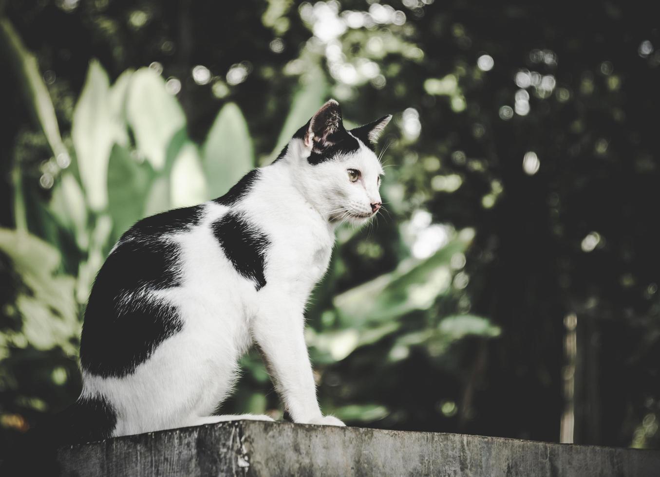 Black and white cat with yellow eyes is looking on nature background photo