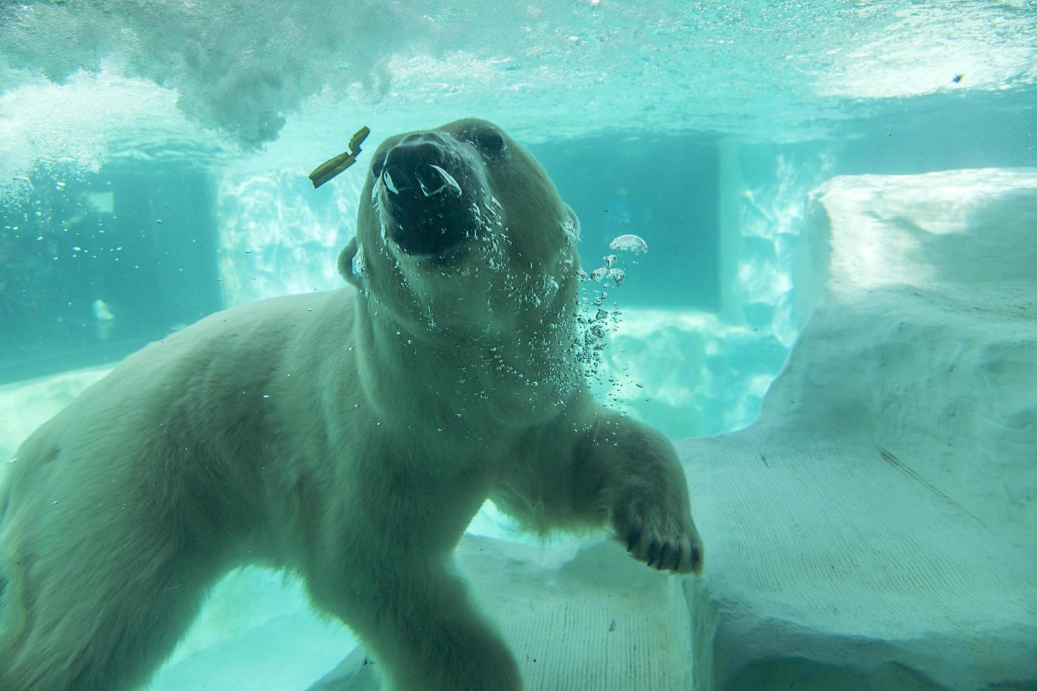 Tokyo, Japan - October 12, 2016 - Polar bear under water in Ueno zoo in Tokyo, Japan. It is Japan oldest zoo, opened on March 20, 1882 photo