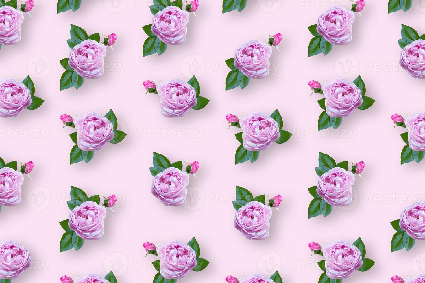 Arrangement of beautiful roses, pink background. photo