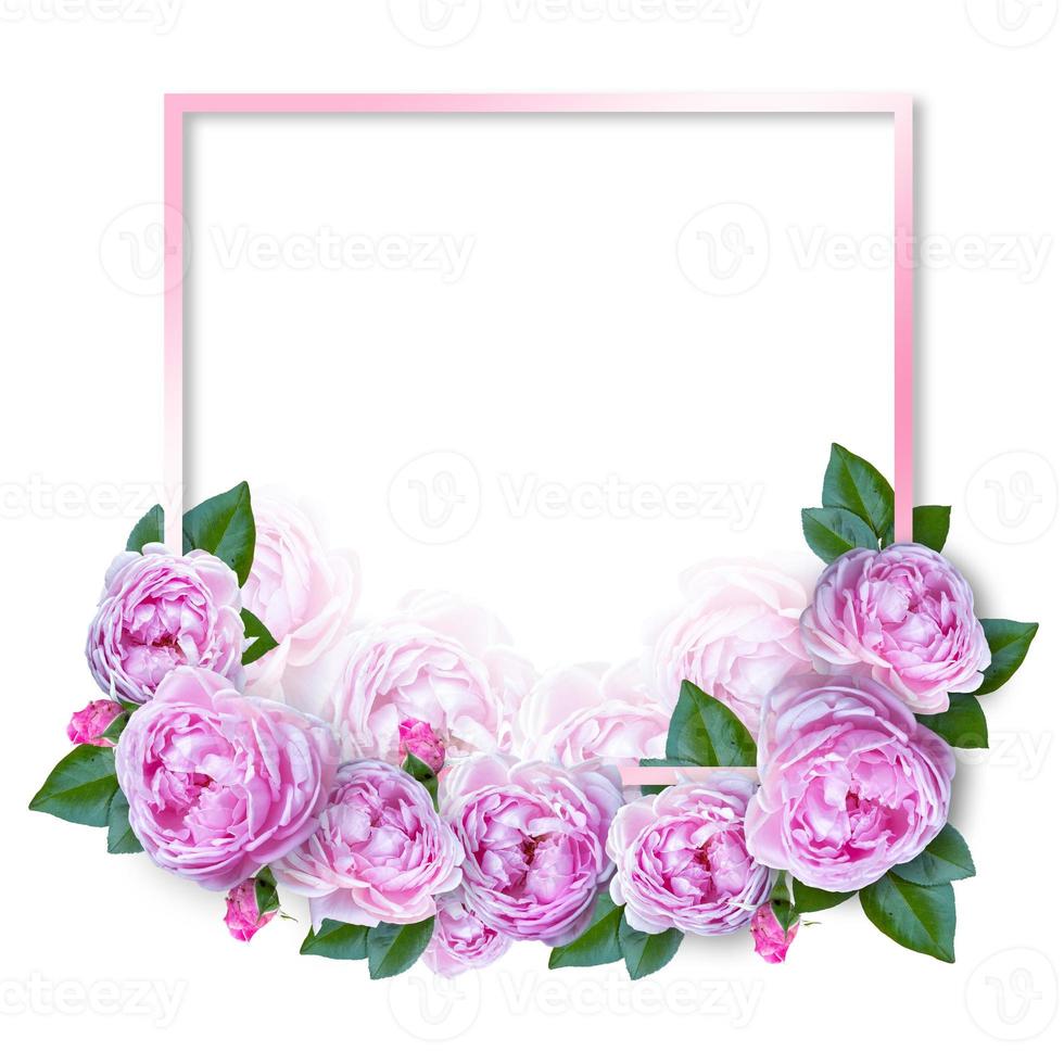 Flower frame of Pink blossom rose flowers. 5434732 Stock