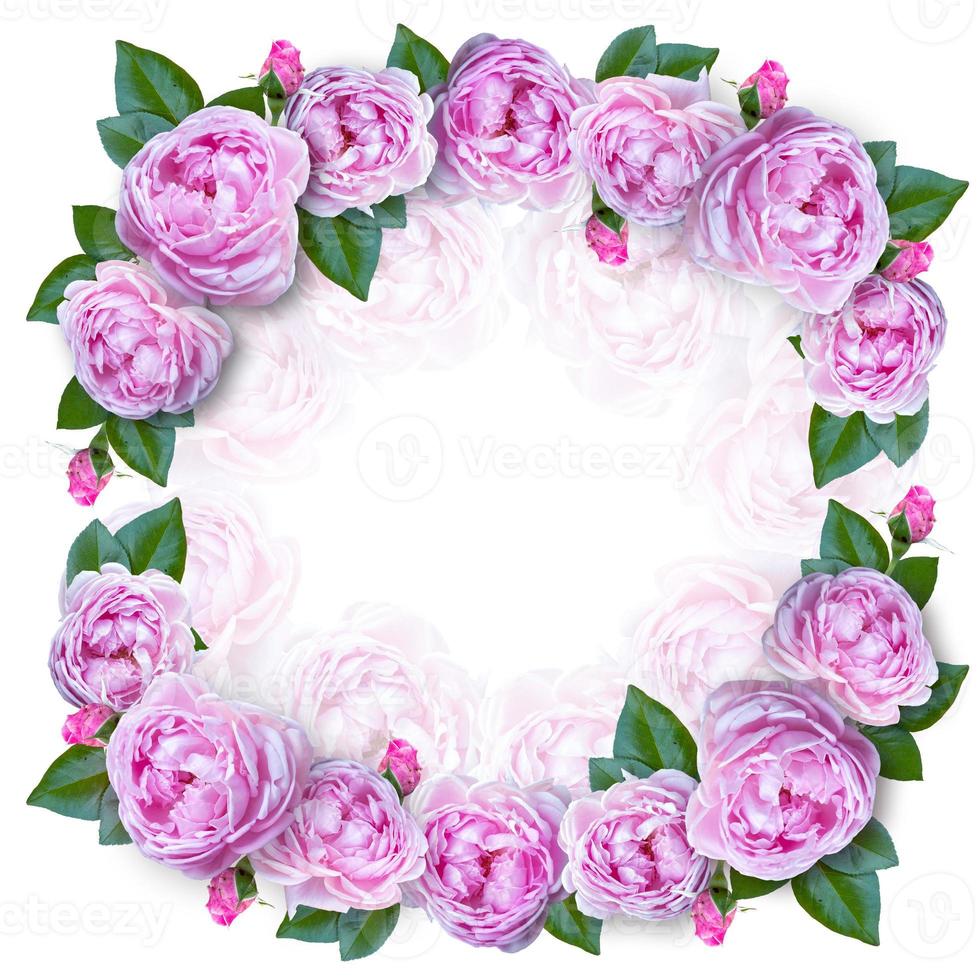 Flower frame of Pink blossom rose flowers. 5434732 Stock