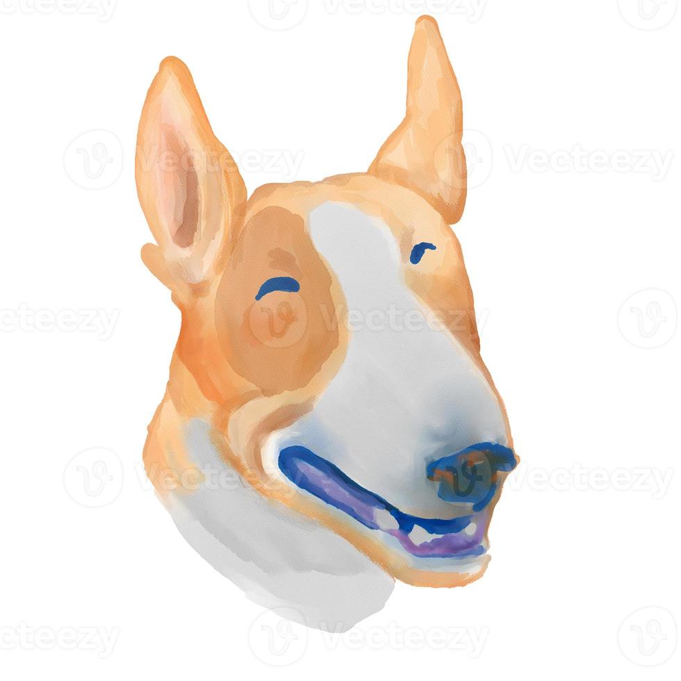 Bull terrier dog breed face isolated on white background. photo