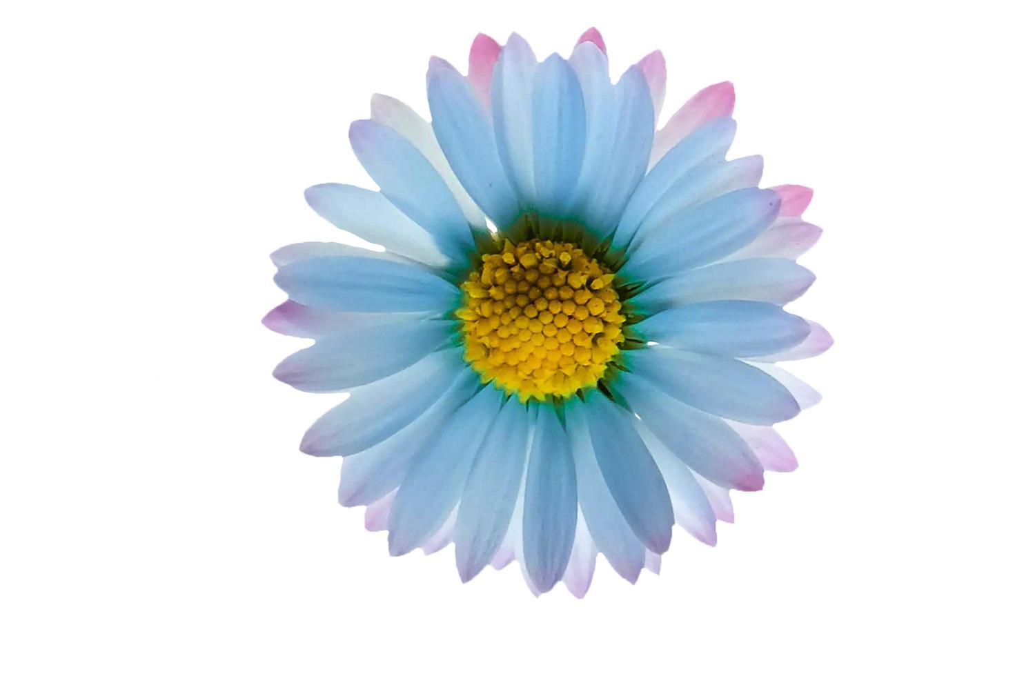 small chrysanthemum flowers on a white background photo