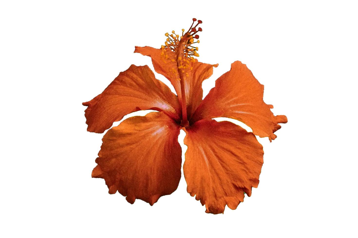 Big orange hibiscus flowers bloom beautifully on white background. photo