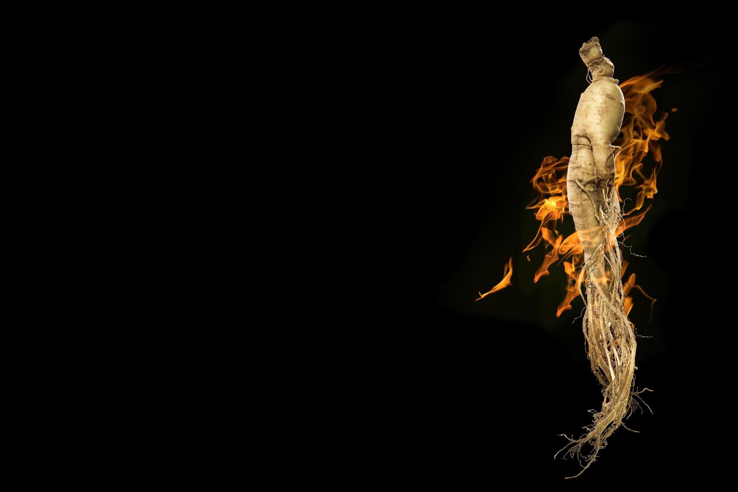 premium korean ginseng photo