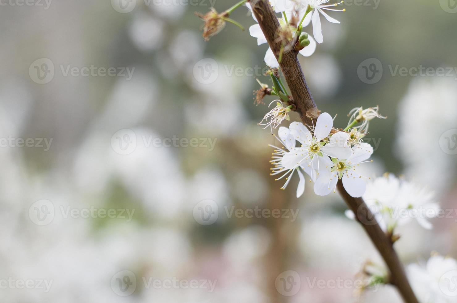 hermosas cerezas silvestres blancas del Himalaya florecen foto