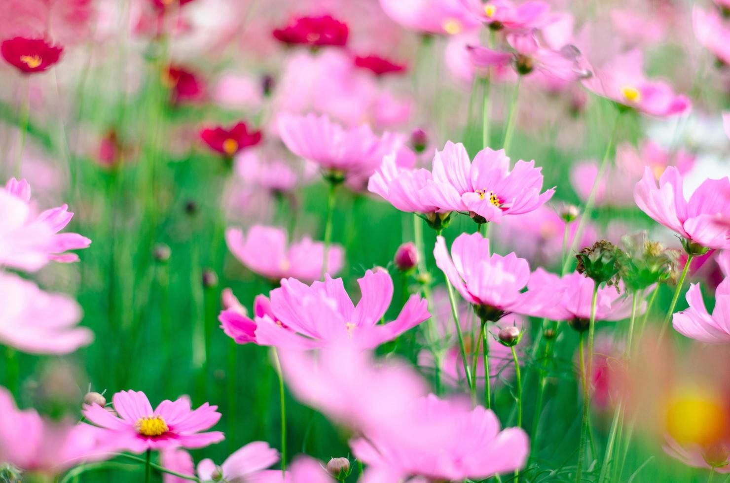 Soft focus pink cosmos flower in field on sunny day. photo