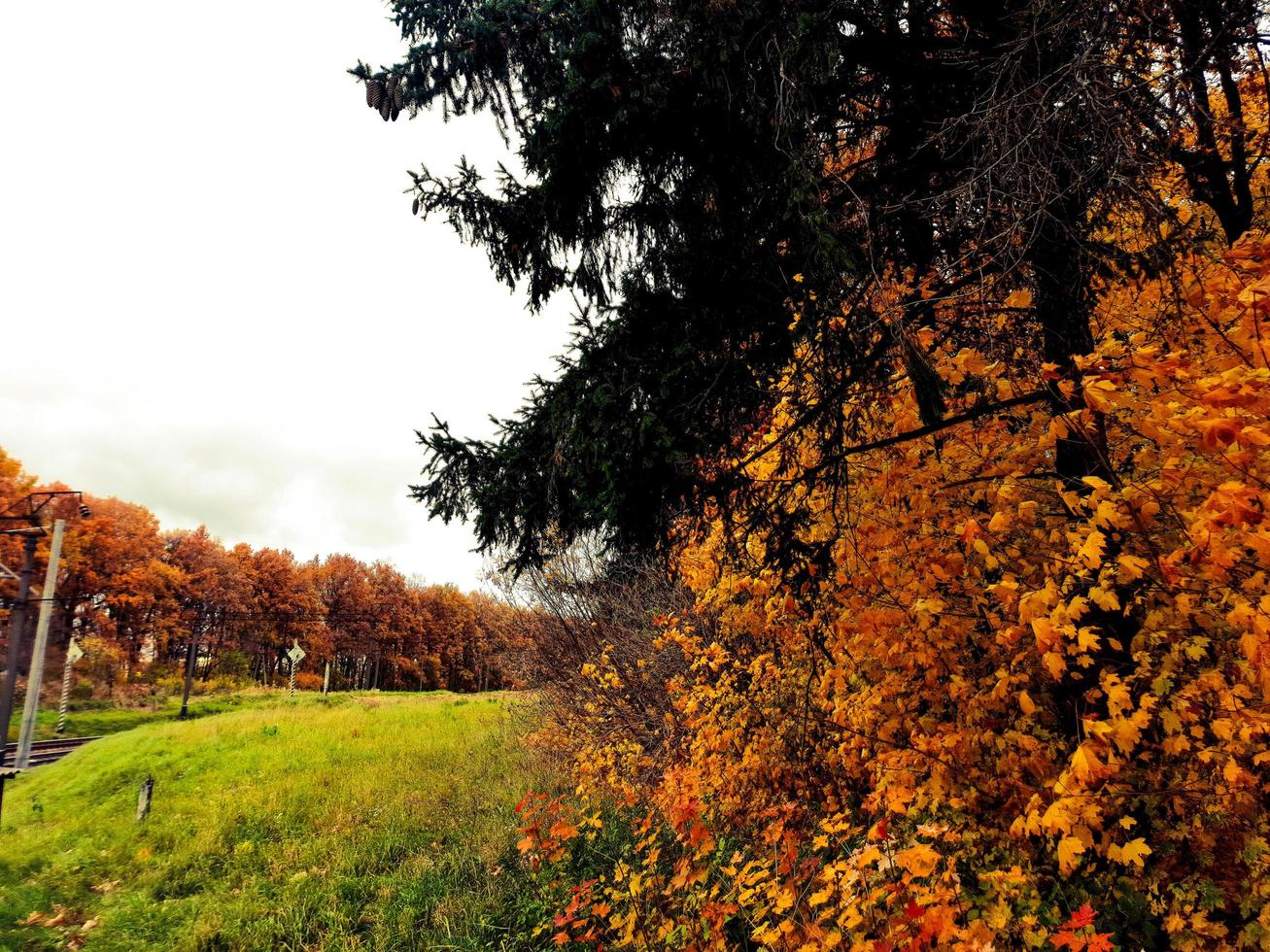 Nature colors forest photo