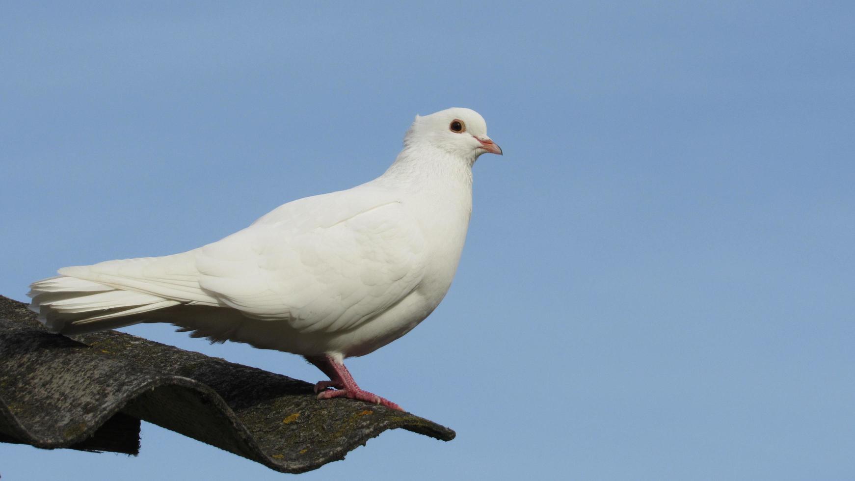 White dove. White dove sitting on the roof on the background of the sky. photo