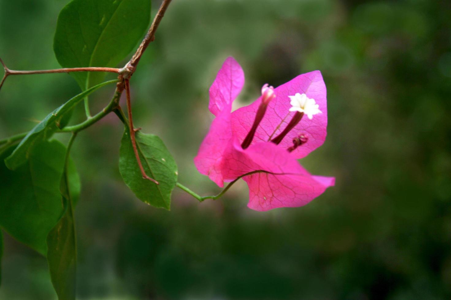 Close-up of Pink Bougainvillea photo