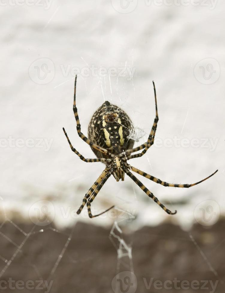 Garden Spider Yellow and Black photo