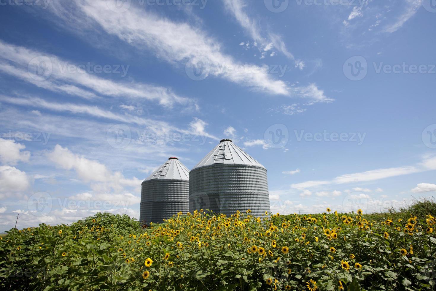 Sunflower Field Manitoba photo