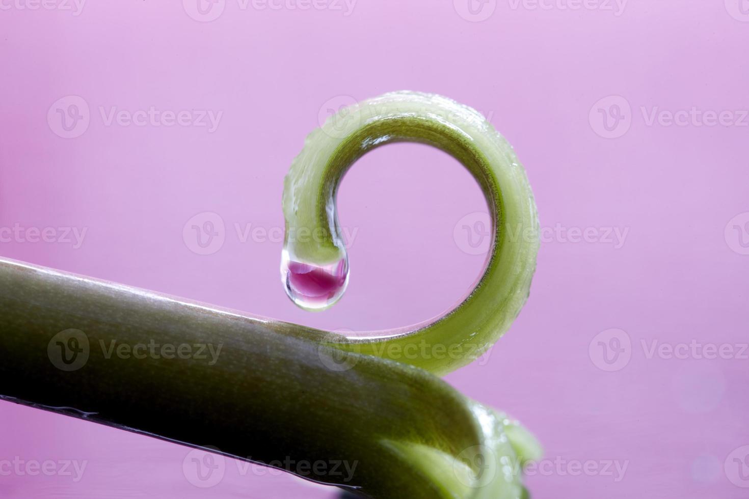 Pink Tulip Macro photo