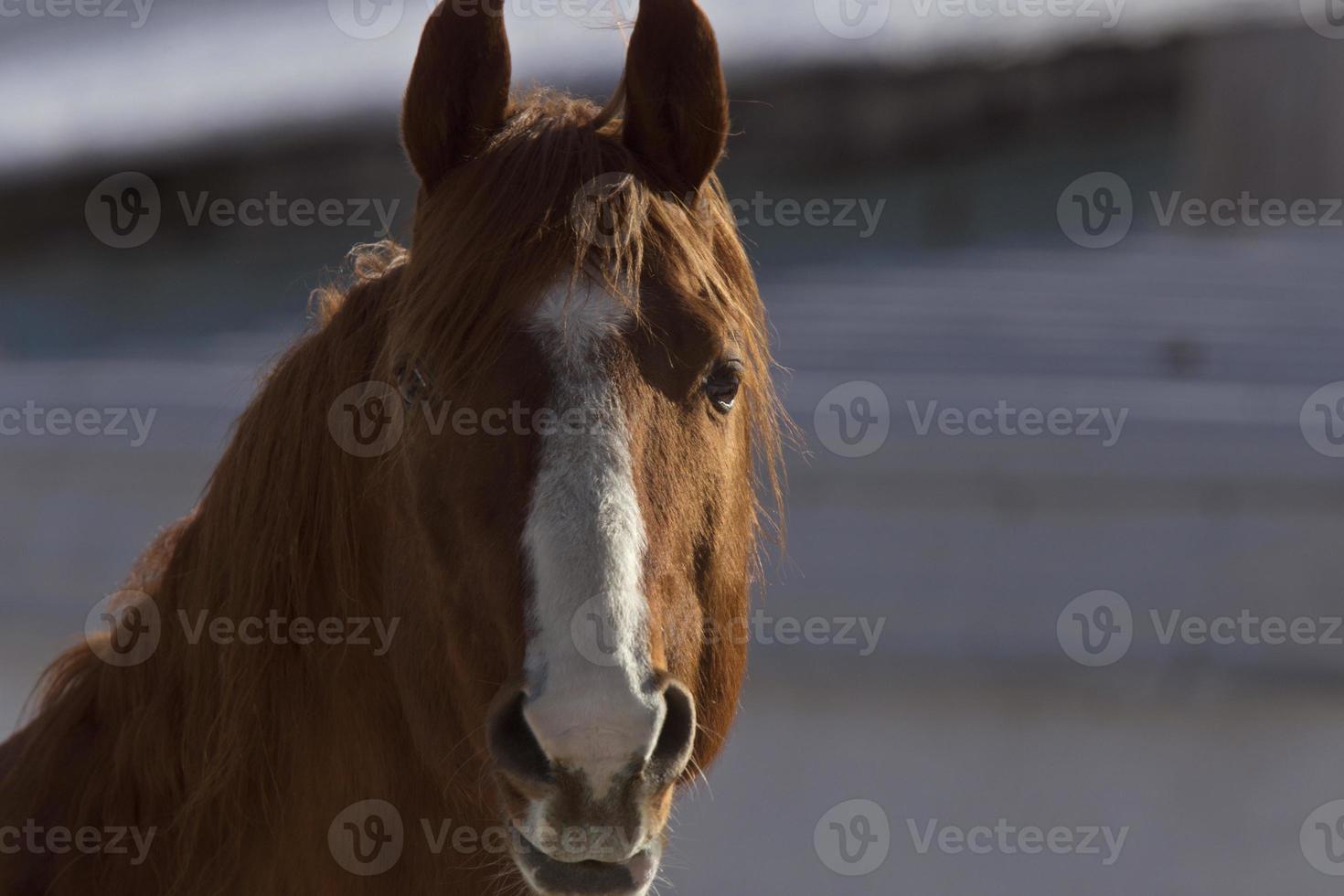 caballo en invierno foto