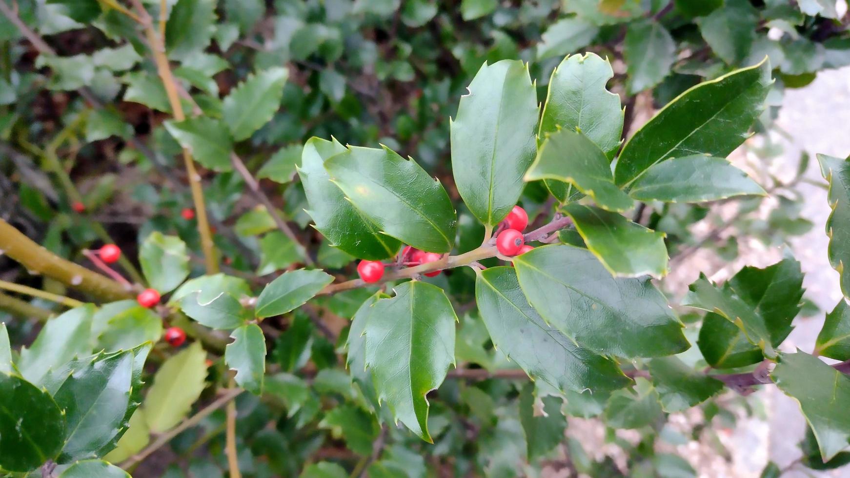 Holly berry greenery background photo