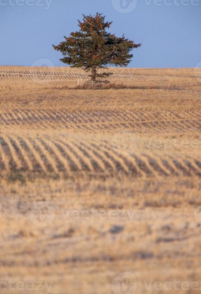 Lone Tree Saskatchewan 5436007 Stock Photo at Vecteezy