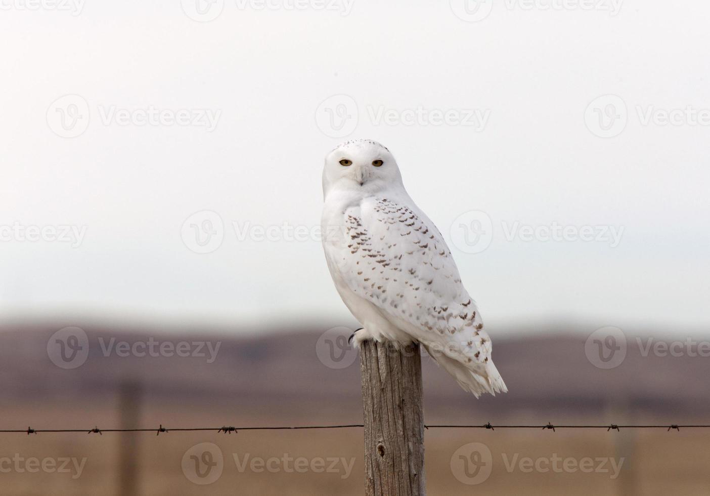 Snowy Owl on Fence Post photo