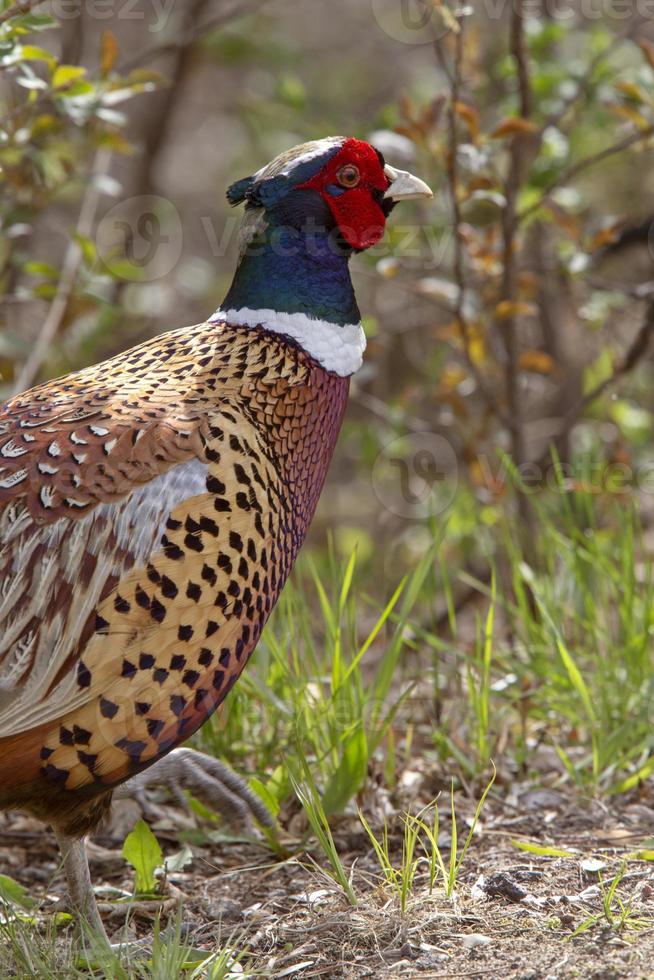 Ring Necked Pheasant photo