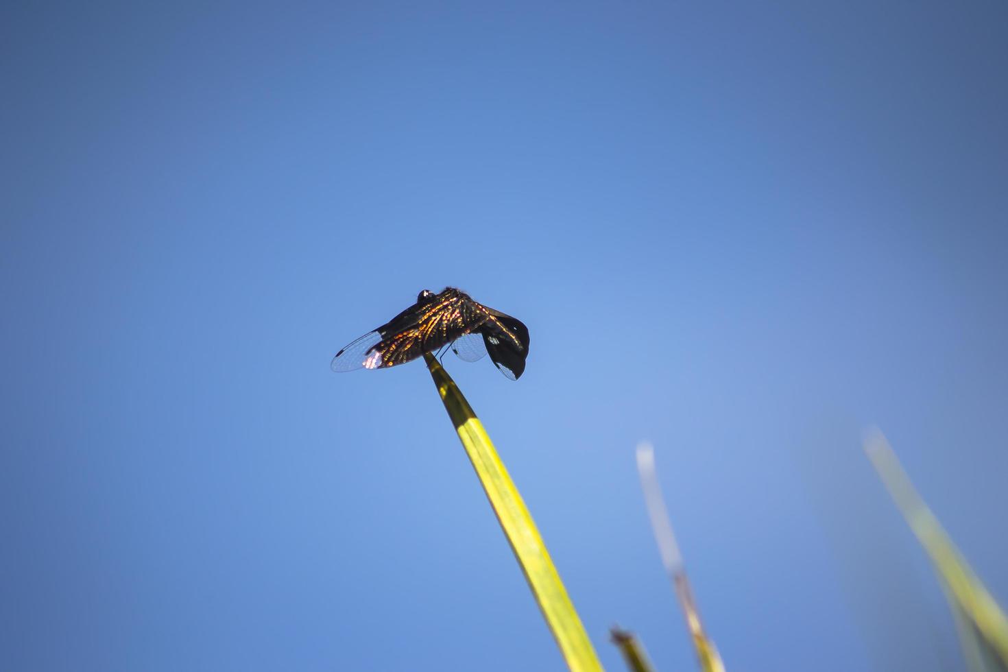 A beetle perched on a branch photo